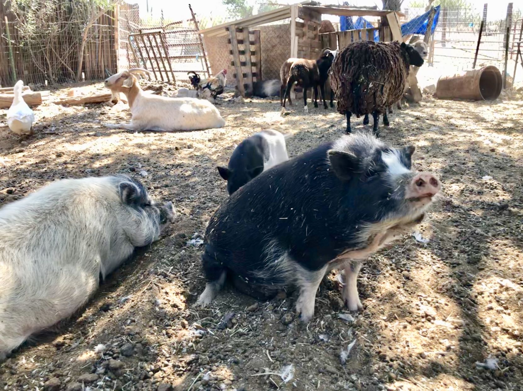 HoofsnHorns farm Sanctuary